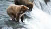 Expedition Kodiak