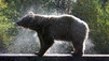 Expedition Kodiak