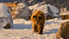 Grizzly Encounters