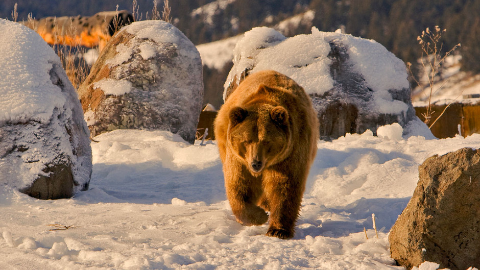 Grizzly Encounters