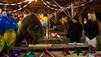 Grizzly Encounters