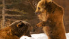 Grizzly Encounters