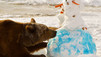 Grizzly Encounters