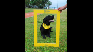 "NGC KÖPEĞİNİZLE BERABER FOTOĞRAFINIZI ÇEKİYOR VOL.2" ETKİNLİĞİ FOTOĞRAFLARI CADDEBOSTAN SAHİL