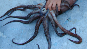 Invaders photo
