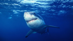 Shark Week: lo squalo bianco foto