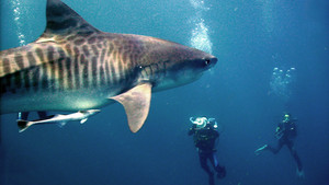 Shark Week: lo squalo del XXI secolo foto