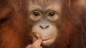 Enchanting Apes photo