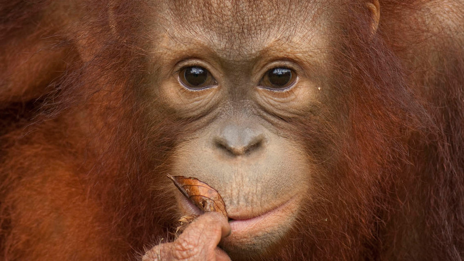 Enchanting Apes