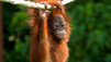 Enchanting Apes