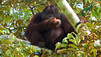 Enchanting Apes