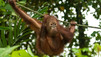 Enchanting Apes