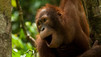 Enchanting Apes