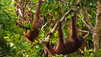 Enchanting Apes