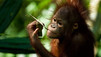 Enchanting Apes