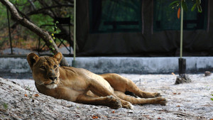 La dernière lionne photo