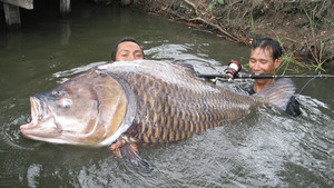 Hooked Billed