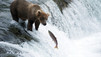 Expedition Wild con Casey Anderson