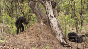 Qui singe qui ? photo