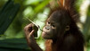 Orang-outan