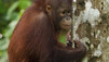 Orang-outan
