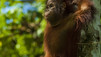 Orang-outan