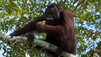 Orang-outan