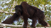 Orang-outan