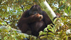 Orang-outan