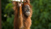 Orang-outan