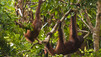 Orang-outan