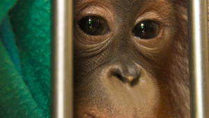 Orang-outan photo