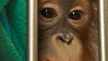 Orang-outan photo