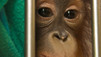 Orang-outan
