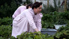 Bumper Crop