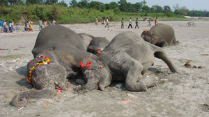 Elephant Graveyard photo