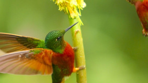 Colibris photo