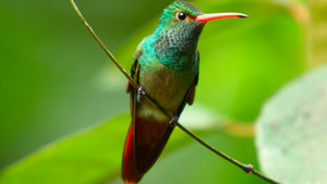 Smallest birds photo