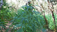 Marijuana Billed
