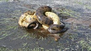 ANACONDA