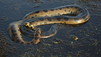 Anaconda