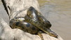 Anaconda