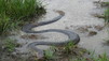 Anaconda
