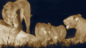 Nocturnal Cats photo