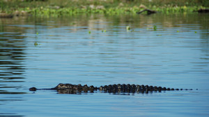 SWAMP MEN
