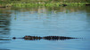 Swamp Men