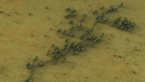 Elefanten in Mali Foto