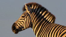 Zebraer Billed