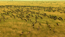Gnuer Billed
