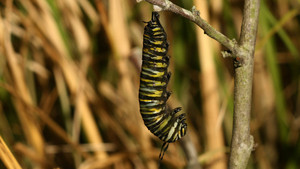 Monarch Butterflies photo